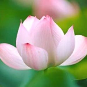 Meet your Posher, Gena